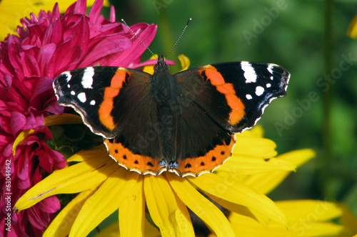 Tapeta ścienna Admirał motyl
