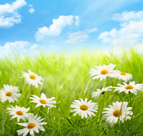Board z aluminiowym obramowaniem Stokrotka pole z niebieskim niebem