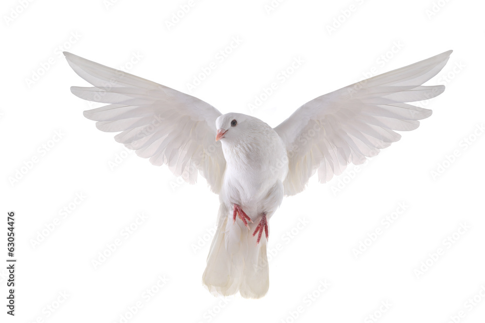 Obraz na płótnie flying dove w salonie