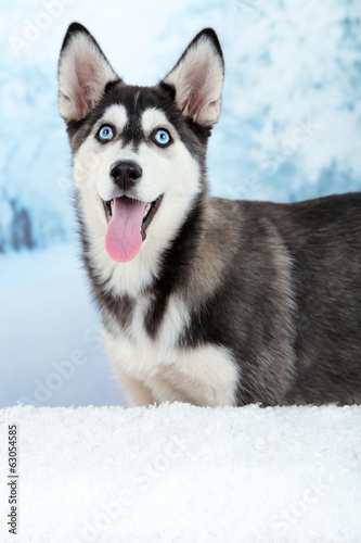 Board z aluminiowym obramowaniem Piękny śliczny szczeniak husky, na tle zimowego