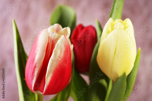 Obraz w ramie Beautiful tulips on color background