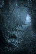 Dark spooky passage through the forest