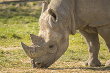 Rhino Eating