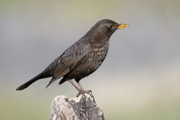 Poster - Blackbird, Turdus merula