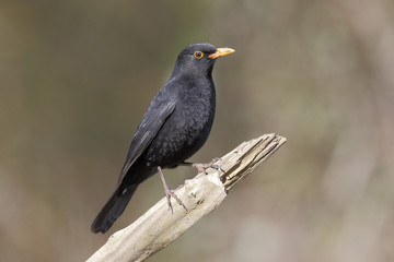 Sticker - Blackbird, Turdus merula