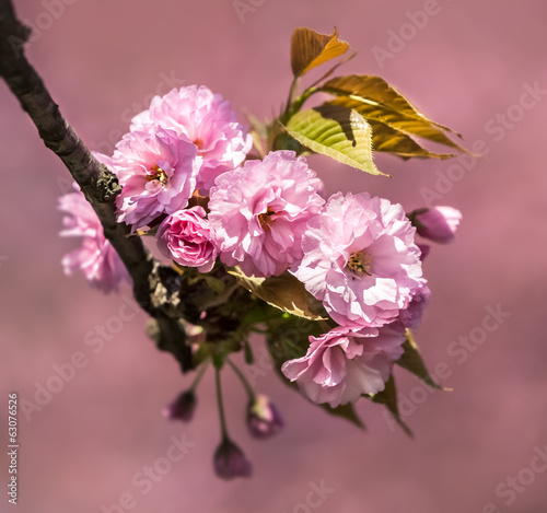 Board z aluminiowym obramowaniem Sakura. 