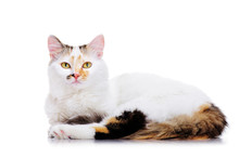 Lying Cat On White Background