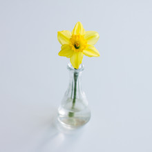 Beautiful Daffodil Flower In Vase Against Gray