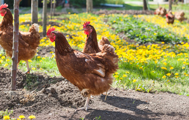 Wall Mural - Hens outside in the meadow