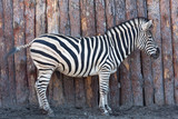 Fototapeta Konie - Zebra posing on nature