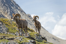 Big Horn Sheep Portrait While Walking On The Mountain Edge