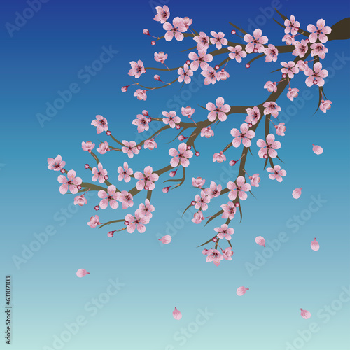 Board z aluminiowym obramowaniem Gałąź sakura na niebie