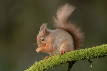 Wall Mural - red squirrel