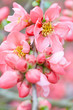Spring flowers closeup with pink blossom