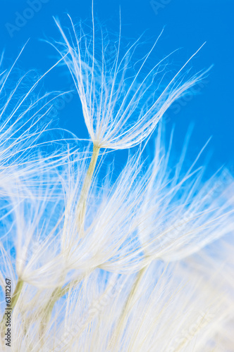 Obraz w ramie Dandelion close-up