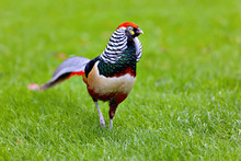 Golden Pheasant Or Chinese Pheasant