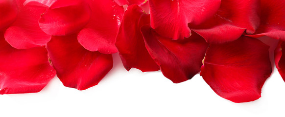 Poster - Beautiful red rose petals, isolated on white