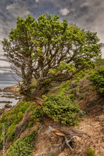 Fototapeta na wymiar Twisted old pine tree on coastline of Desert des Agriates in Cor