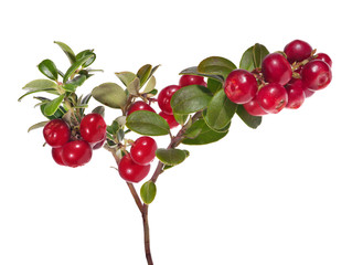 Sticker - isolated on white branch with large red cowberries