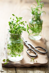 Wall Mural - fresh thyme and rosemary herbs in glass