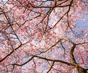 Fotomurales - Baumkronen: Blütenmeer aus Japanischen Kirschblüten
