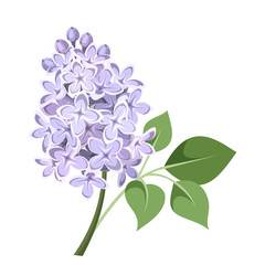 branch of lilac flowers. vector illustration.