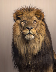 lion looking up, panthera leo on brown background
