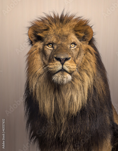 Board z aluminiowym obramowaniem Lew patrząc w górę, panthera leo na brązowym tle