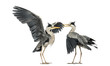 Two Grey Herons flapping