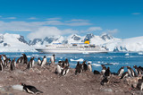 Fototapeta  - Antarctica penguins and cruise ship