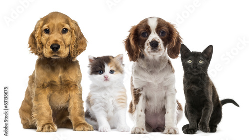 Fototapeta do kuchni Group of kittens and dogs