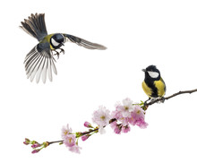 Two Great Tit Flying And Perched On A Flowering Branch