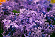 Purple Hyacinth Texture