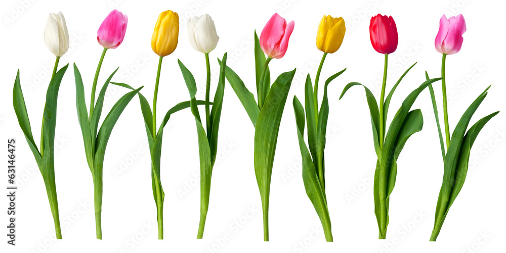tulips - obrazy, fototapety, plakaty 
