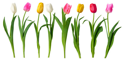 Fotofirana tulipan kwiat dzień biały płatki
