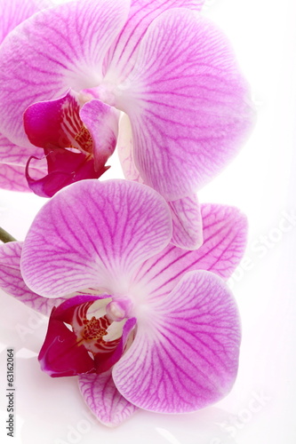 Plakat na papierze fotorealistycznym Orchidea na białym tle