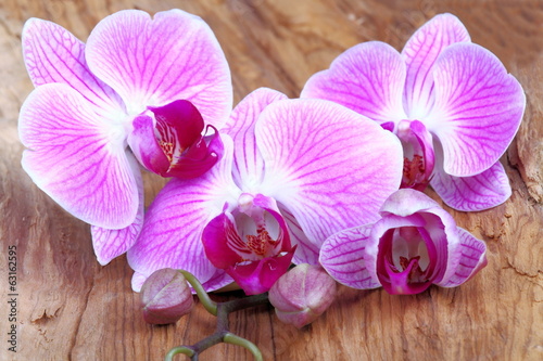 Plakat na papierze fotorealistycznym Orchidea