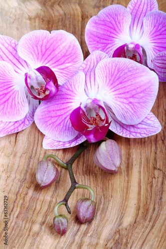Plakat na papierze fotorealistycznym Orchidea