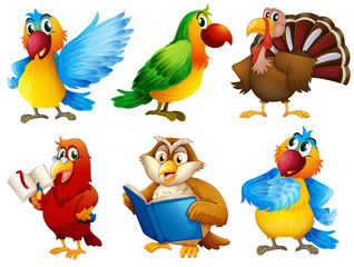 Poster - Colourful feathered creatures