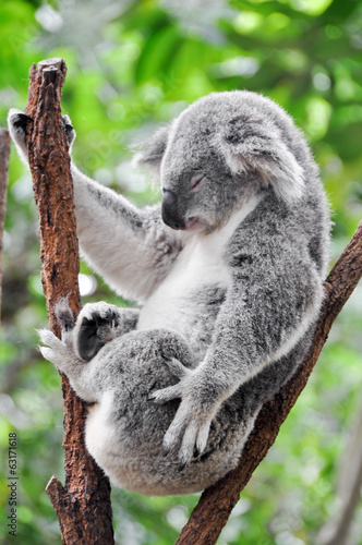 Plakaty koala  zmeczony-koala-odpoczywa-miedzy-galeziami