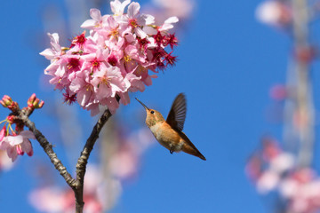 Hummingbird