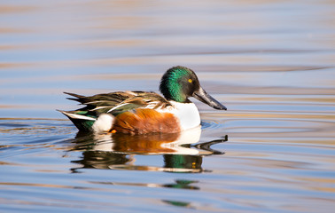 northern shoveler, male