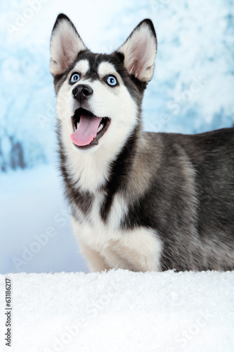 Board z aluminiowym obramowaniem Piękny śliczny szczeniak husky, na tle zimowego