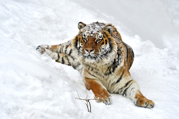 Wall Mural - Amur Tiger