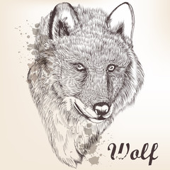 Poster - Hand drawn portrait of wolf