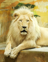 white lion