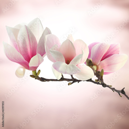 bialo-rozowe-kwiaty-magnolii