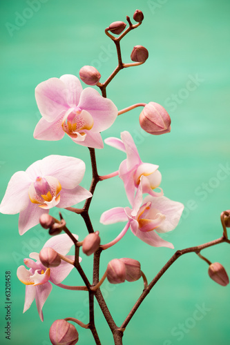 Plakat na papierze fotorealistycznym Orchidea.