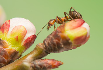 Wall Mural - Ant insect