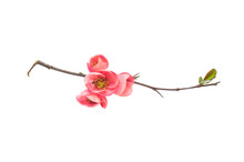Japanese Quince Branch Blossom Isolated On White
